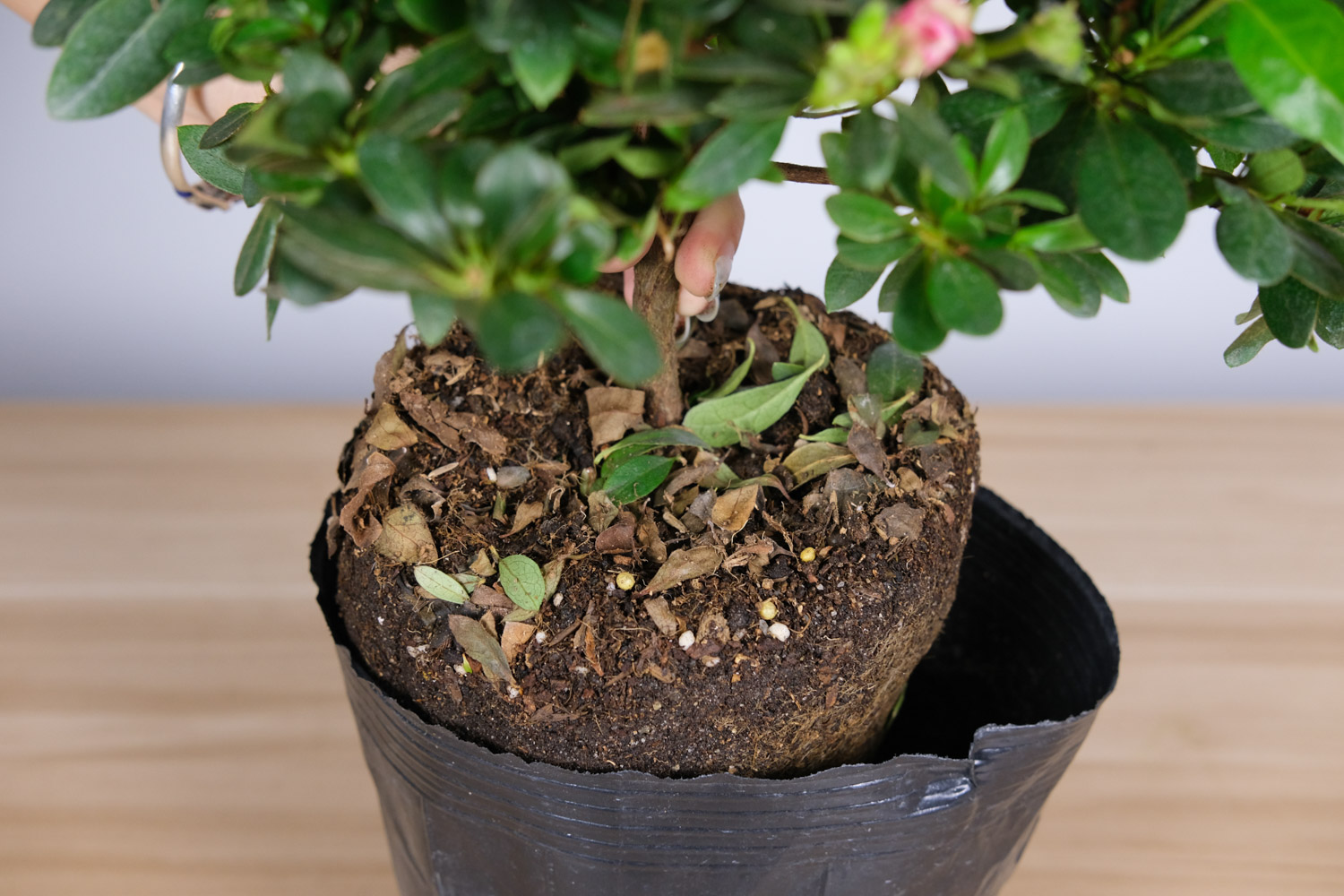 杜鹃 杜鹃花叶子发黑干枯的原因