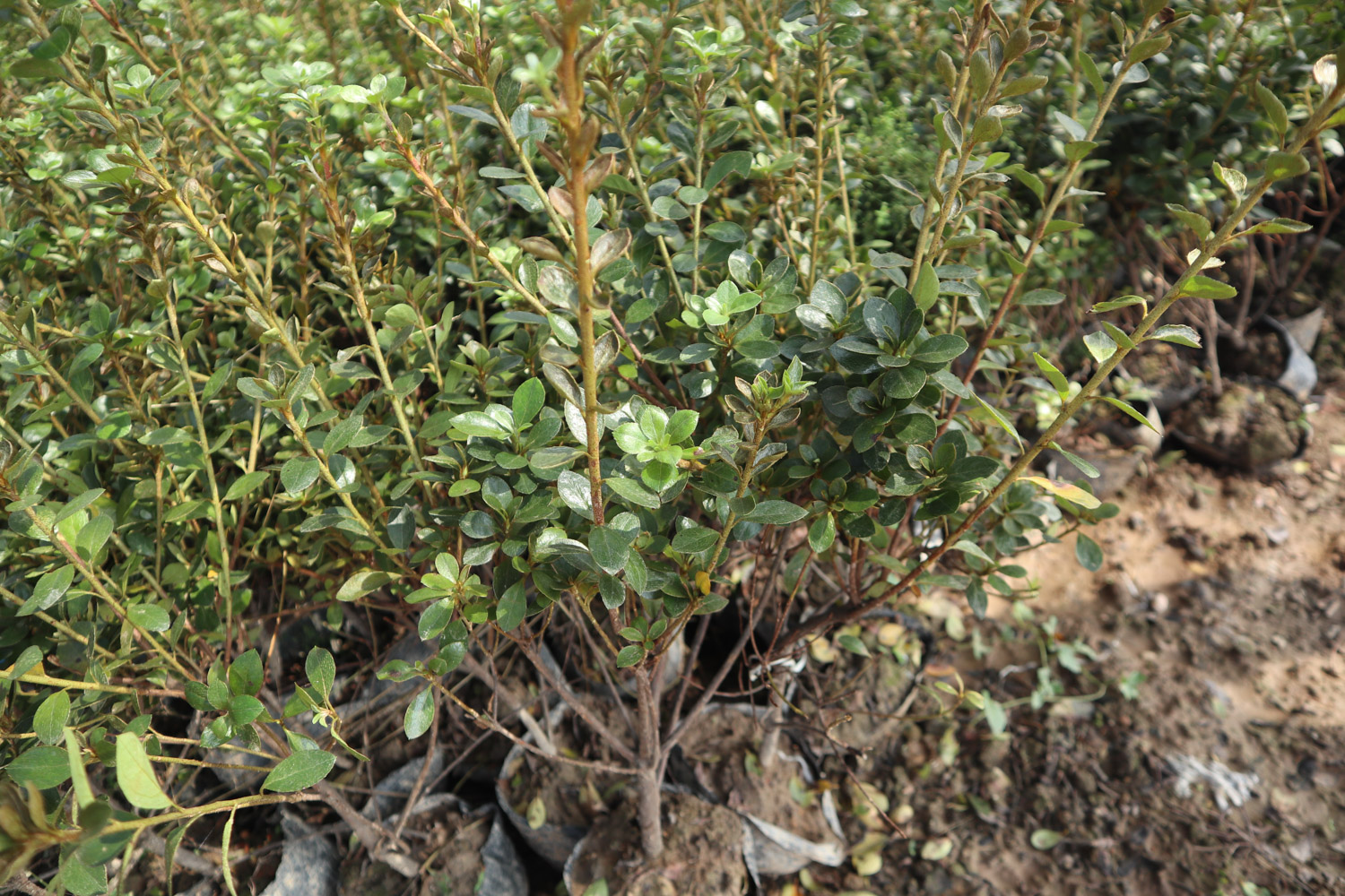 杜鹃 杜鹃花叶子发黑干枯的原因