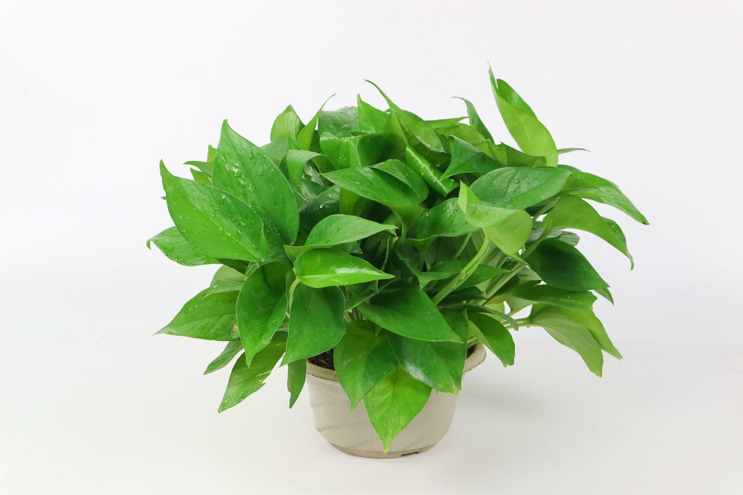 绿萝叶子发黑如何救治