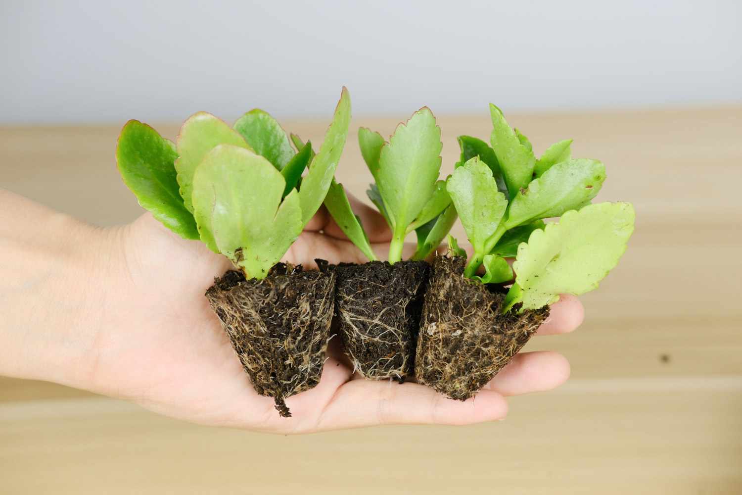 长寿花 长寿花花苞变蔫萎缩如何办