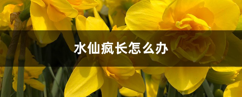 水仙疯长如何办