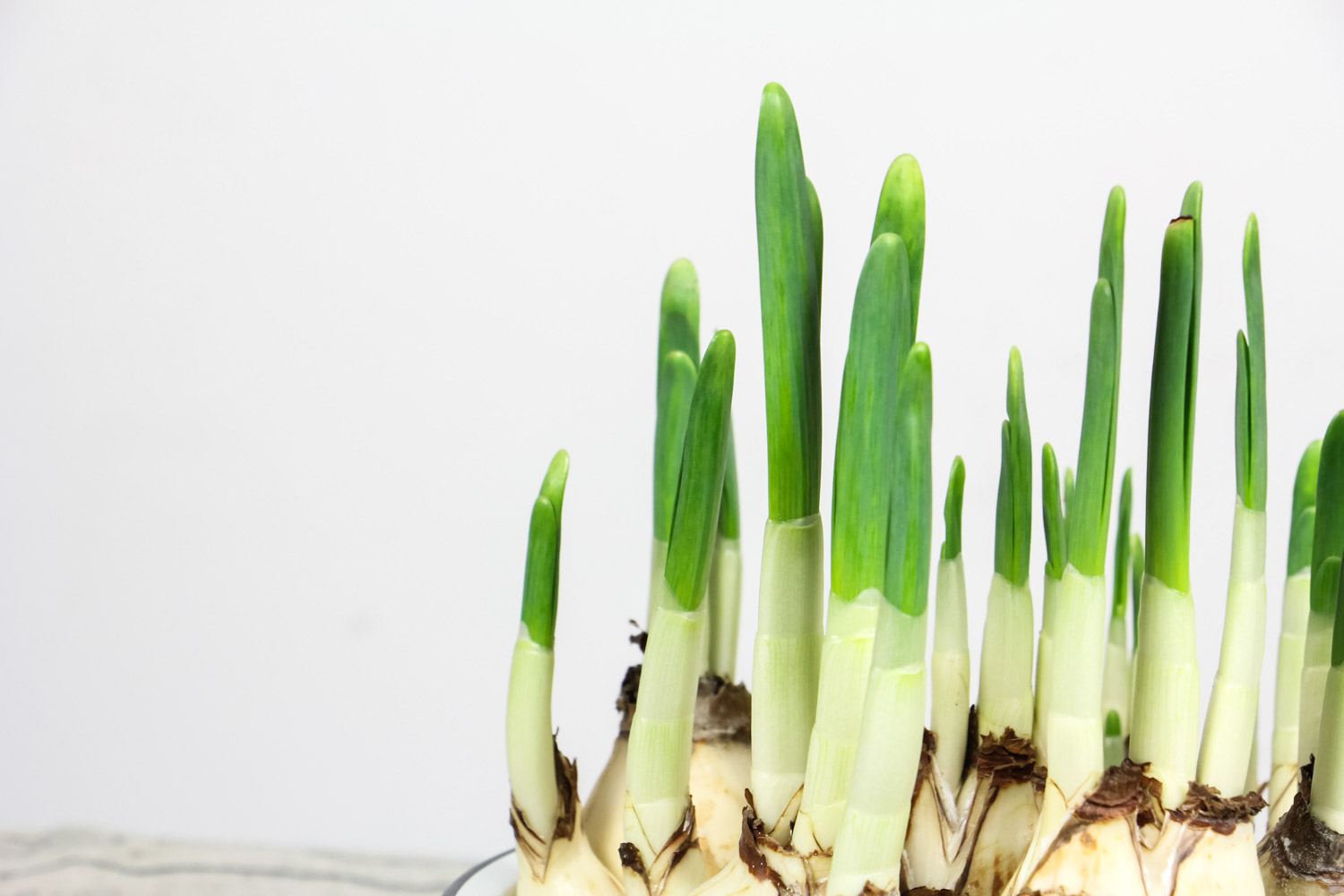 水仙疯长如何办