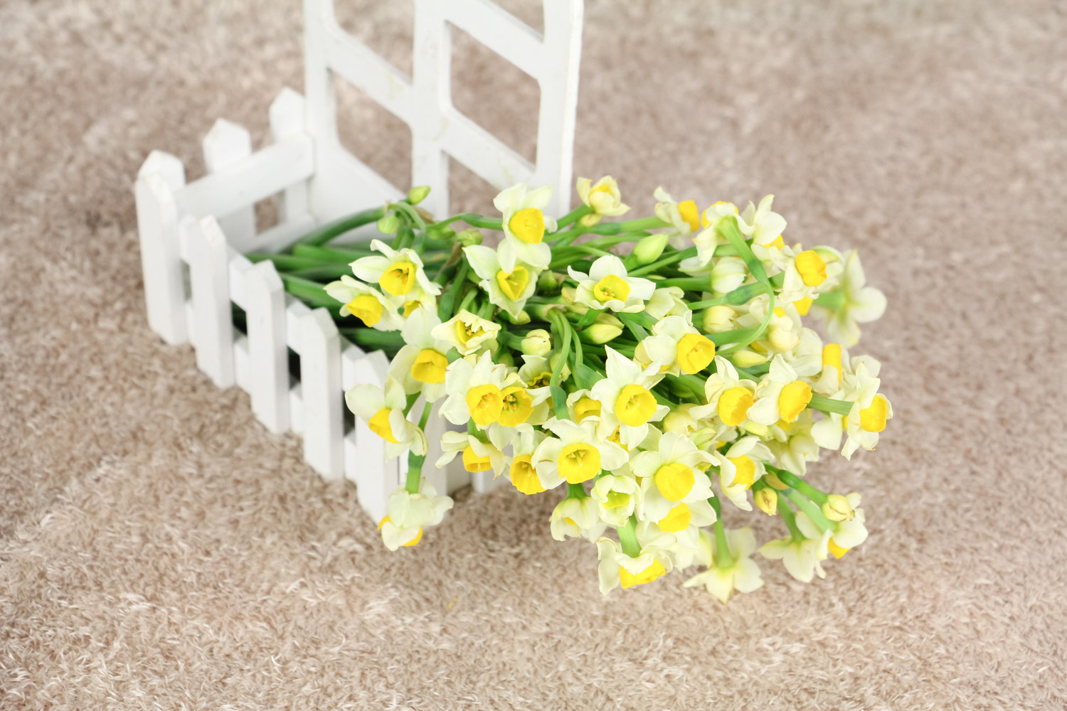 水仙疯长如何办