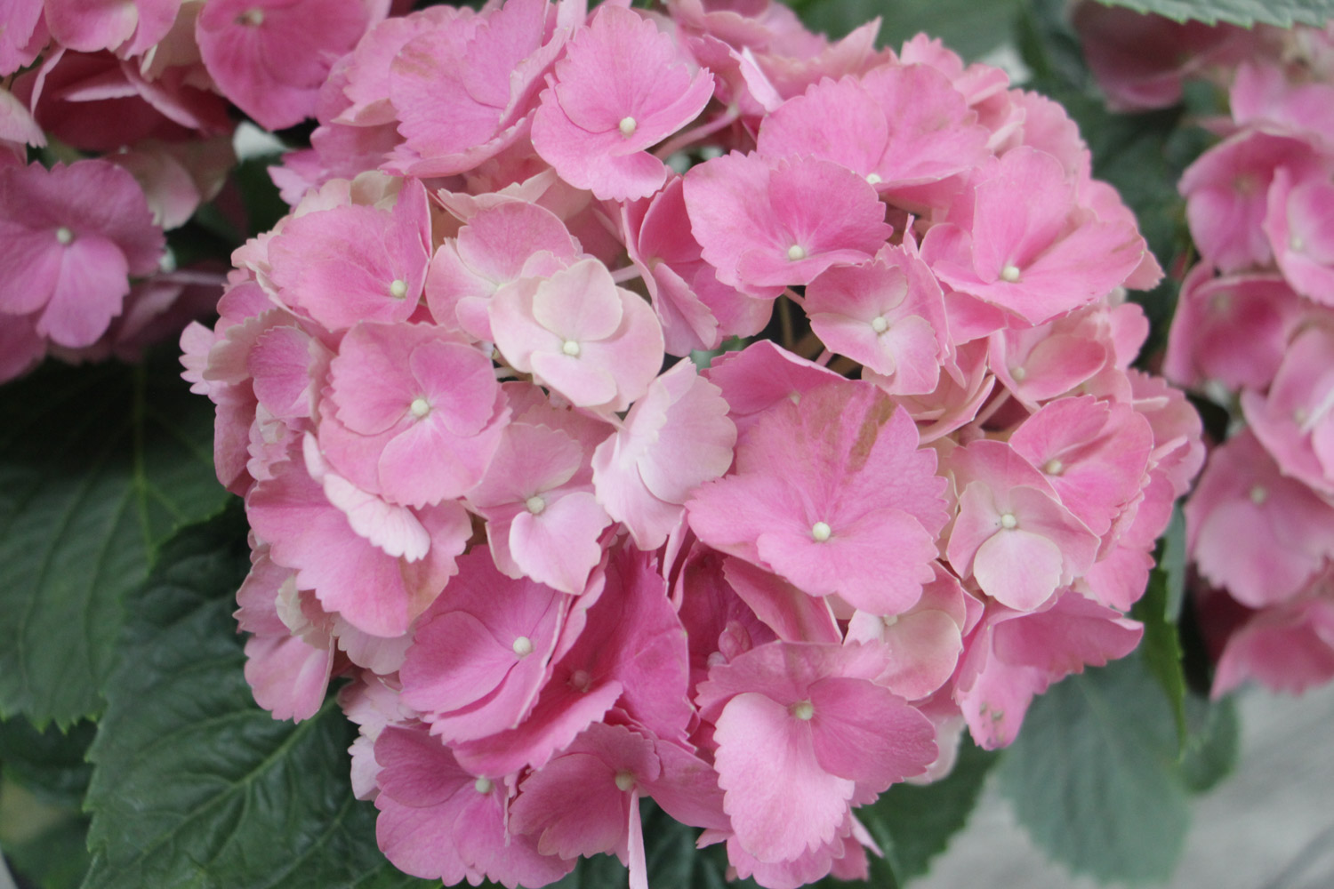 绣球切花一天就蔫了如何办