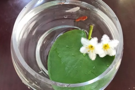 一叶莲 一叶莲叶子腐烂如何办