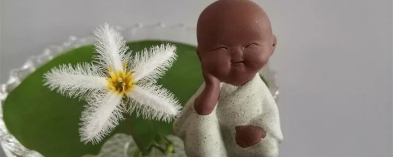 一叶莲 一叶莲叶子腐烂如何办