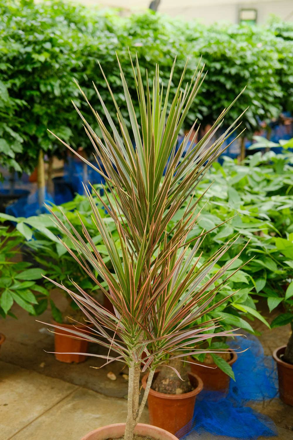 千年木叶子下垂枯萎，掉叶子如何办