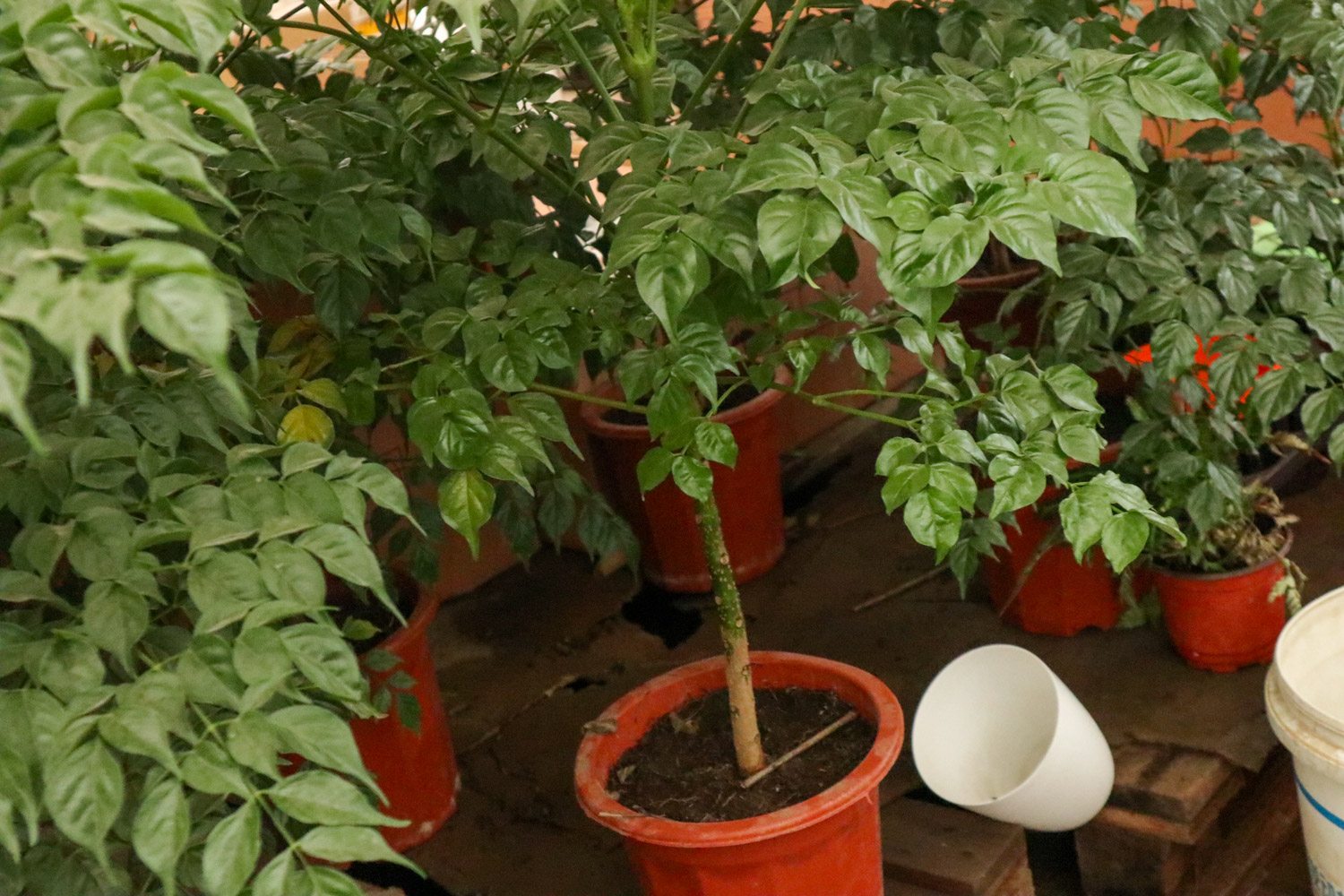 幸福树树叶干枯如何办