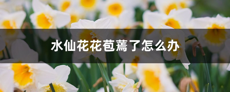 水仙花花苞蔫了如何办