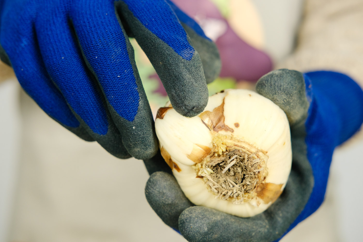 水仙 水仙花花苞蔫了如何办
