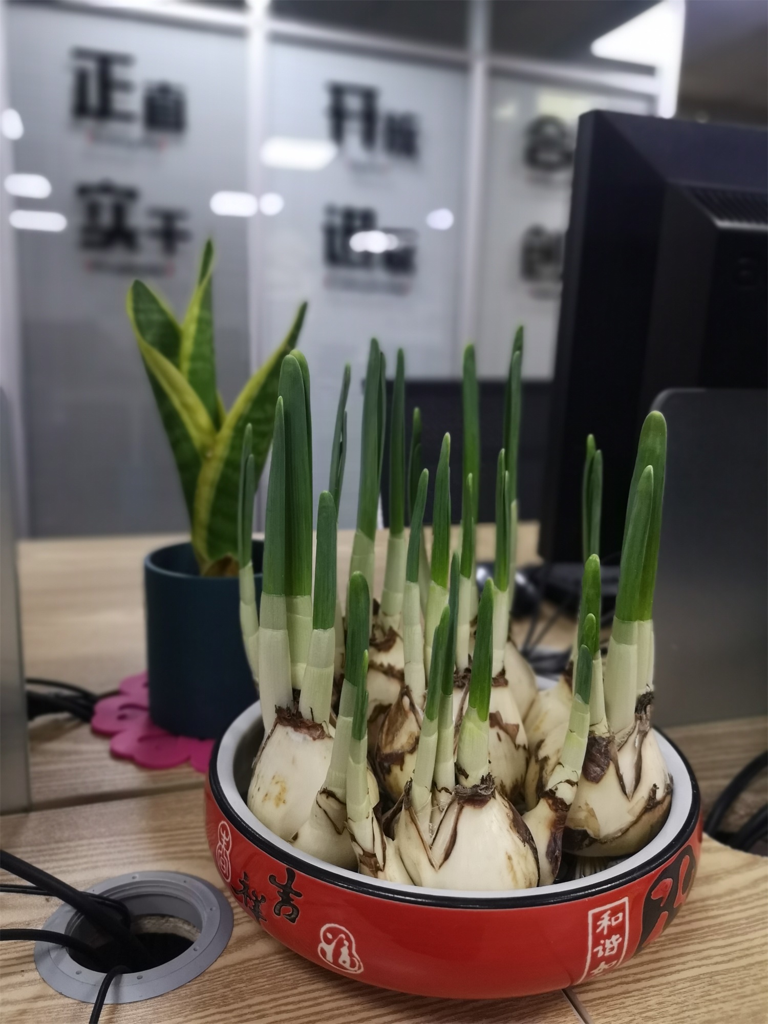 水仙 水仙花花苞蔫了如何办