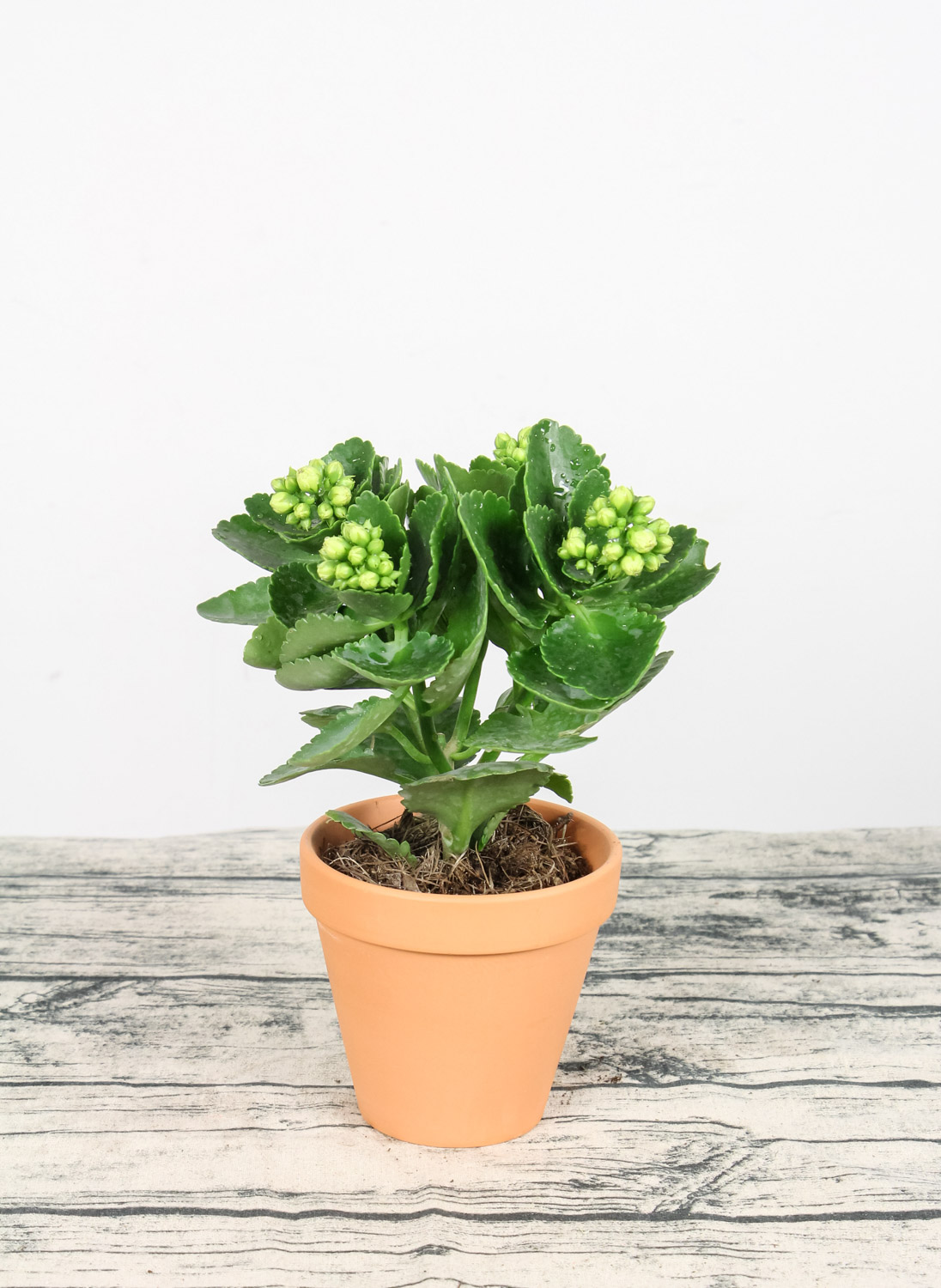 栀子花叶尖干枯发褐色如何办