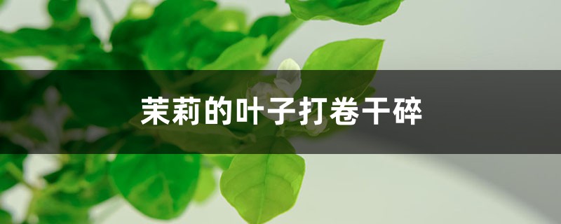 茉莉的叶子打卷干碎如何办