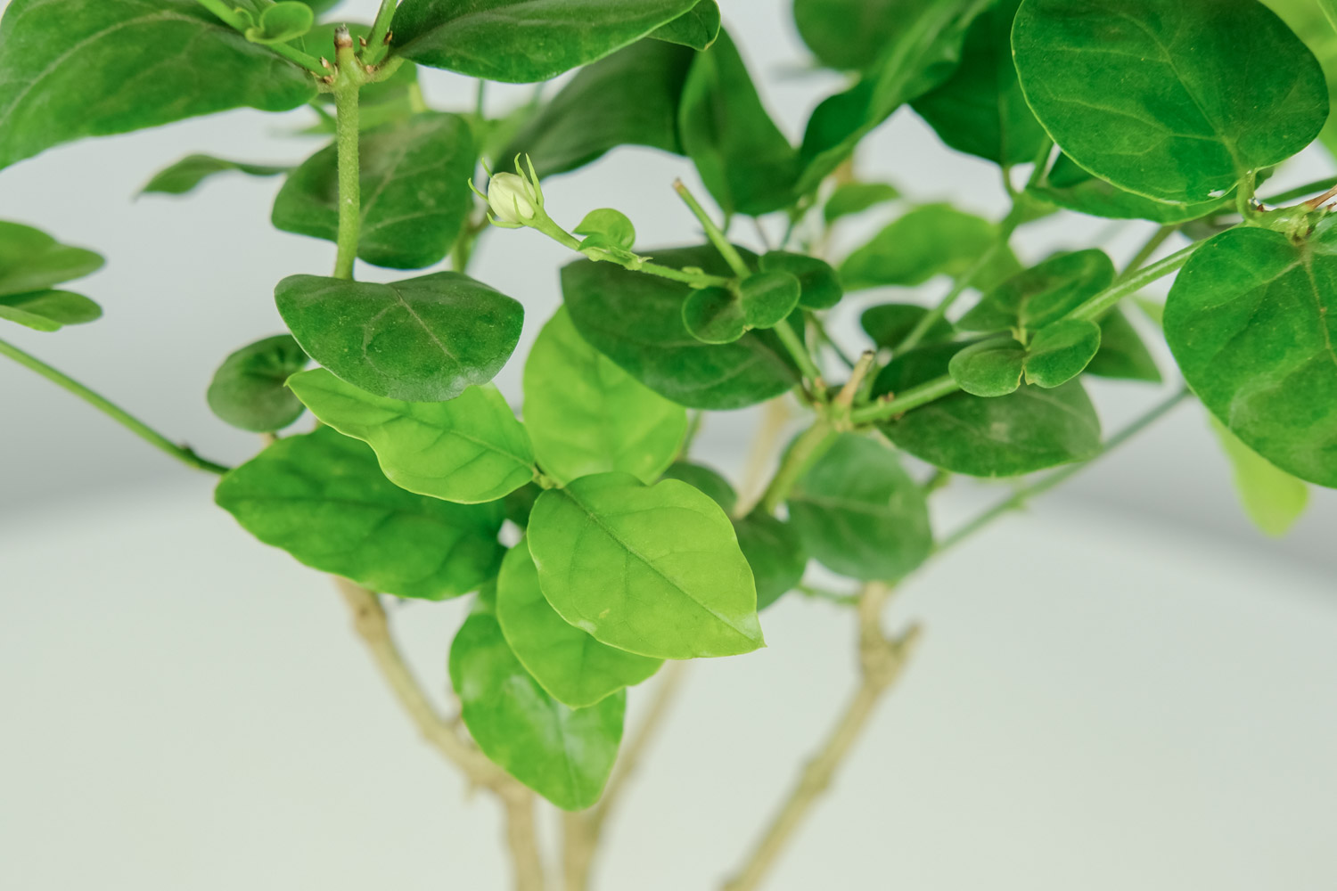 茉莉的叶子打卷干碎如何办