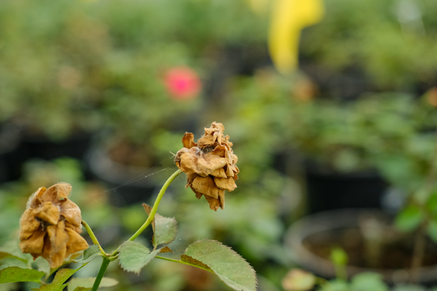 月季 月季花叶子卷曲如何办