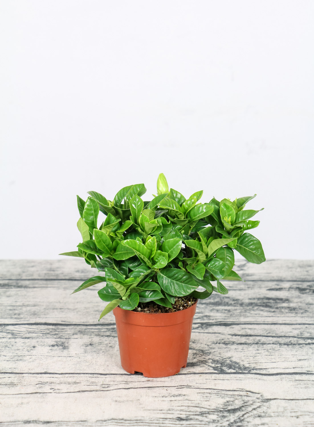 栀子花骨朵很久不开花如何办