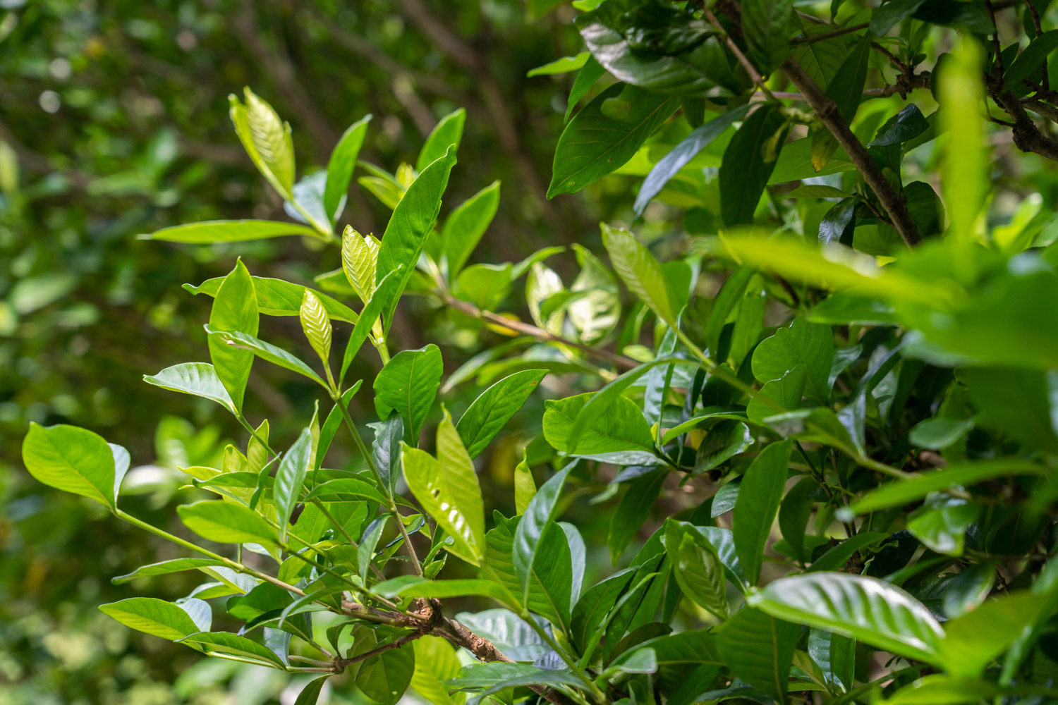 栀子花骨朵很久不开花如何办