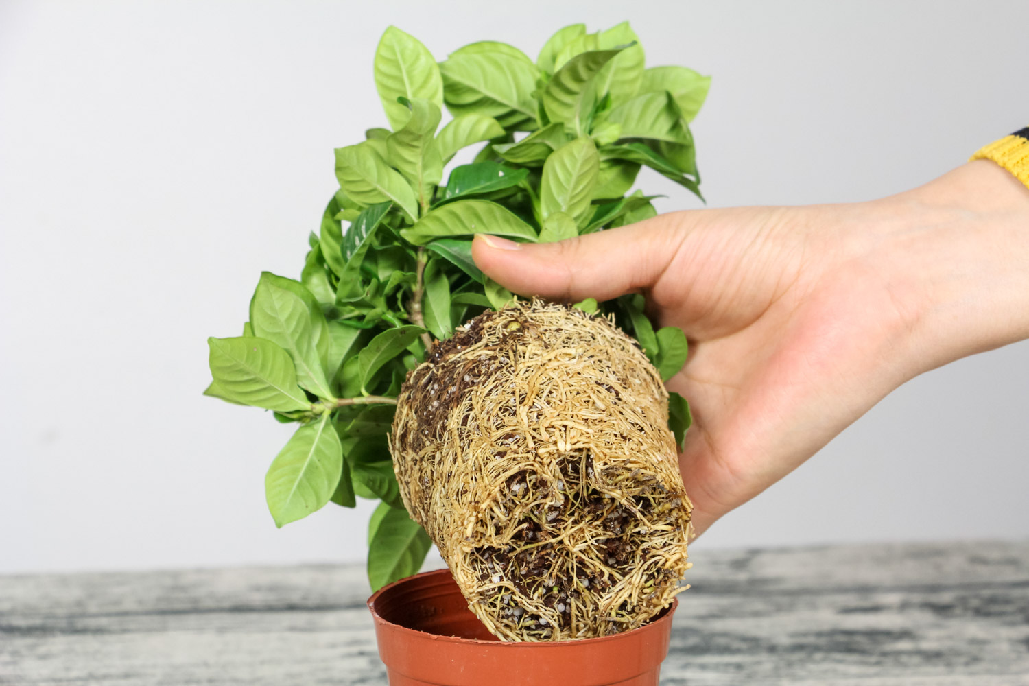 栀子花 栀子花发蔫还能活吗