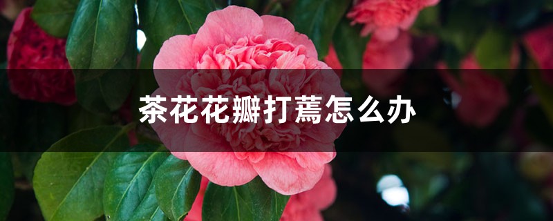 茶花花瓣打蔫如何办