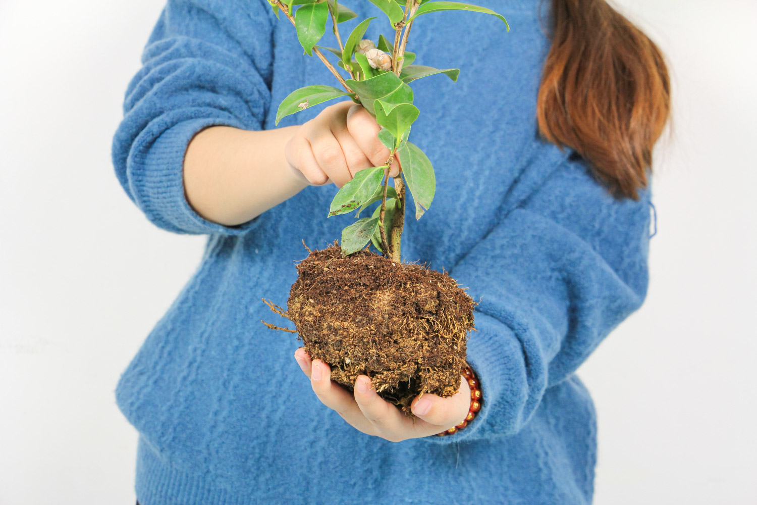 茶花花蕾干枯如何补救
