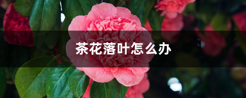 茶花落叶如何办
