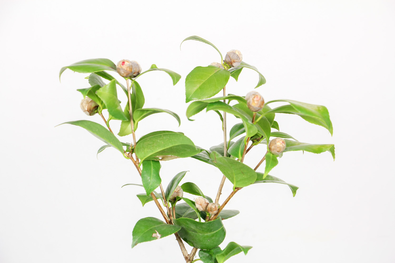 茶花落叶如何办