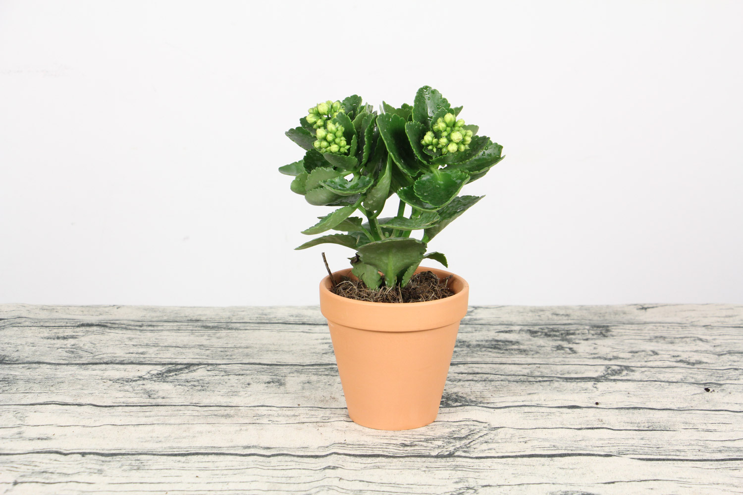 长寿花 长寿花的叶子为何会发软变卷曲