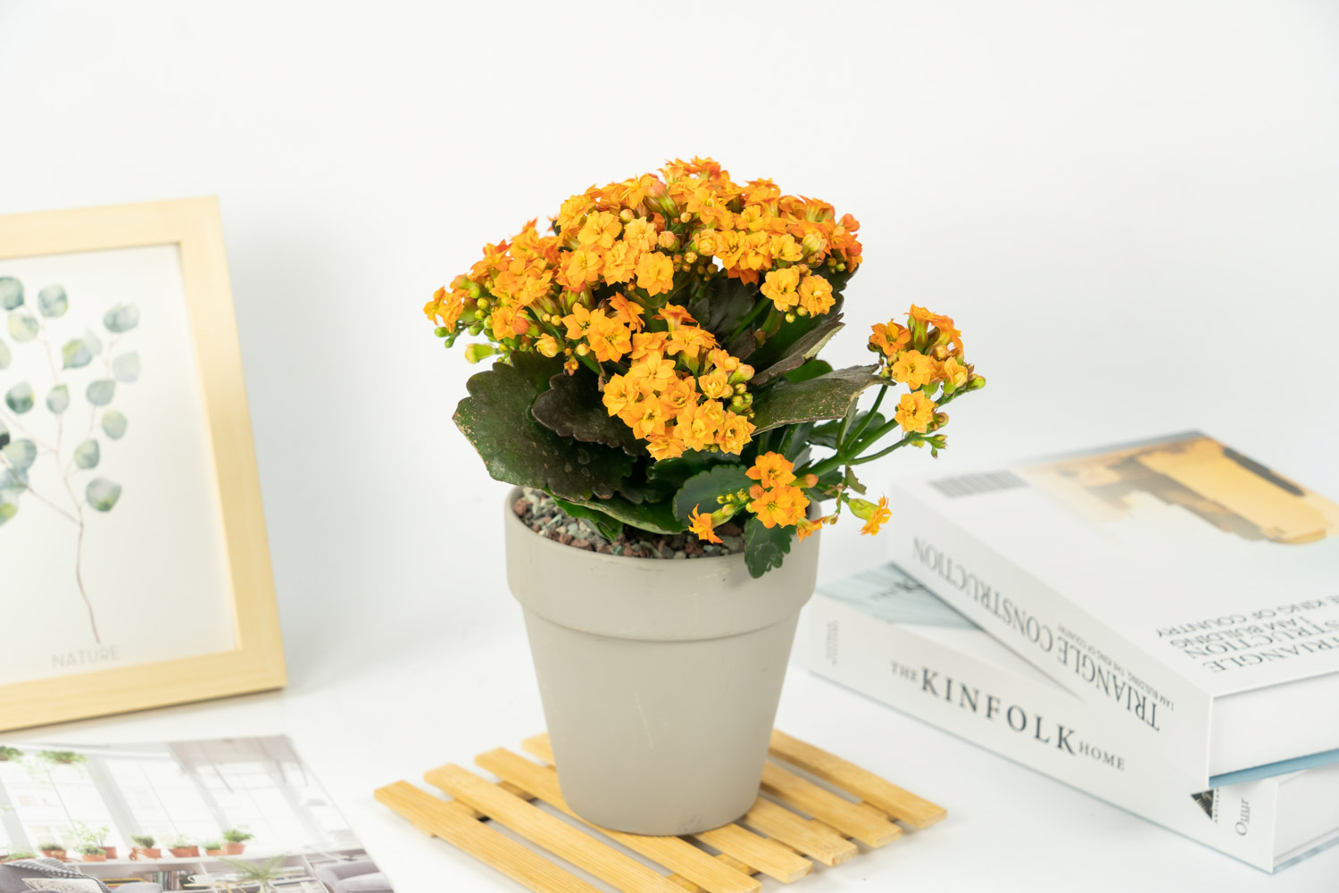 长寿花 长寿花的叶子为何会发软变卷曲