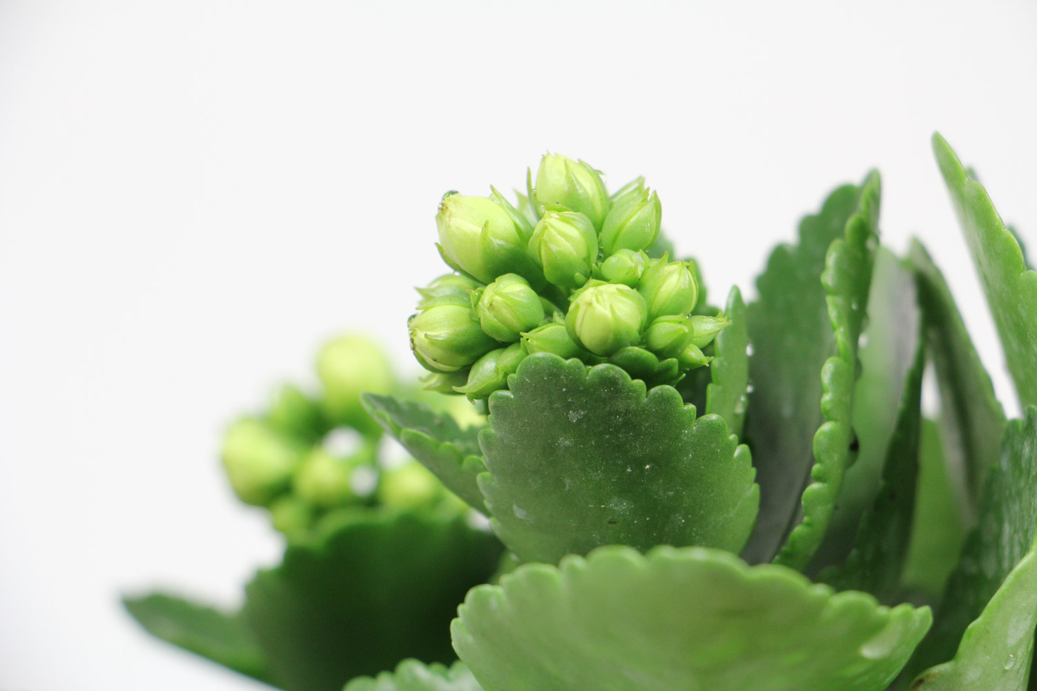 长寿花 为何长寿花很茂盛却不开花