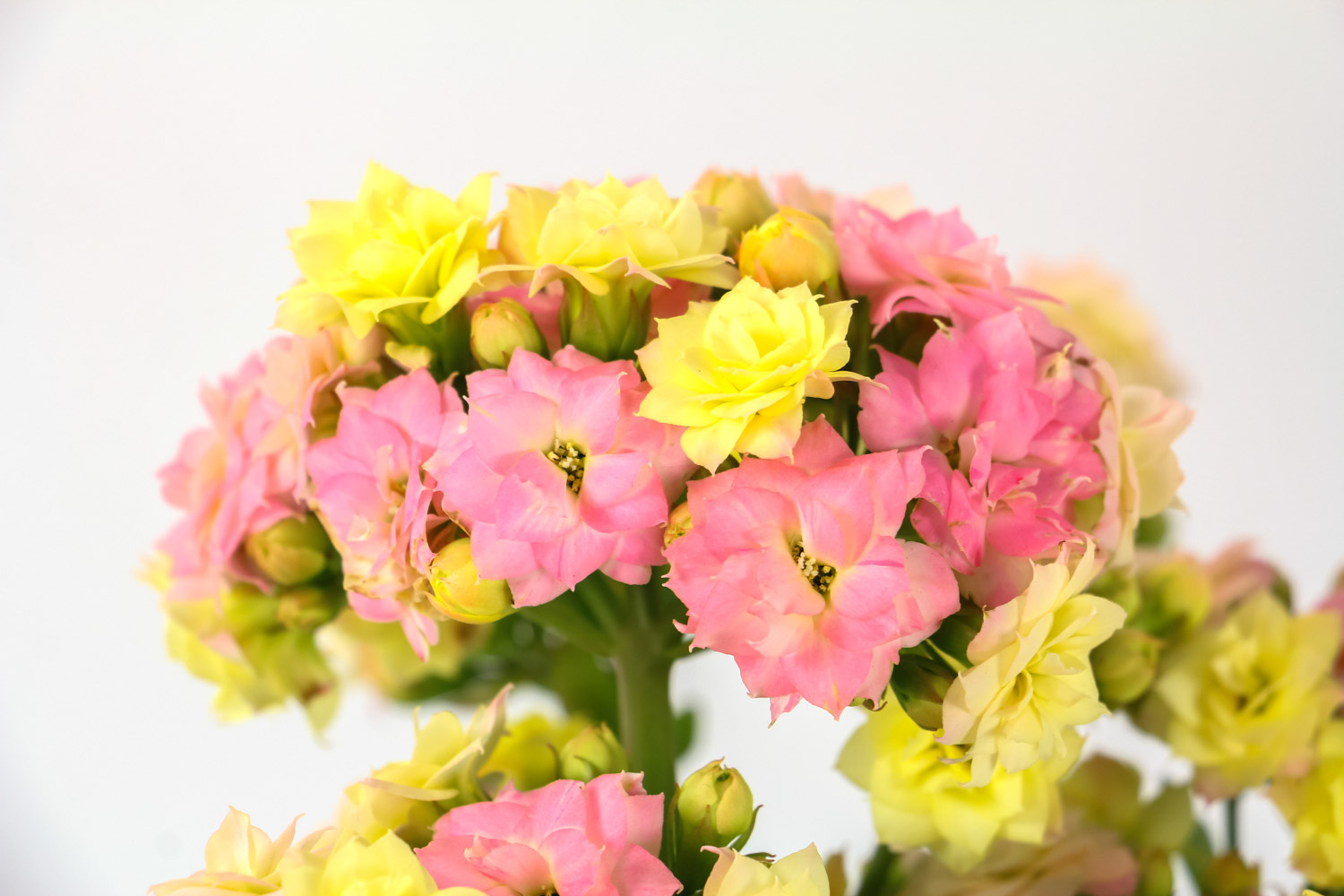 长寿花花苞一直不开如何处理