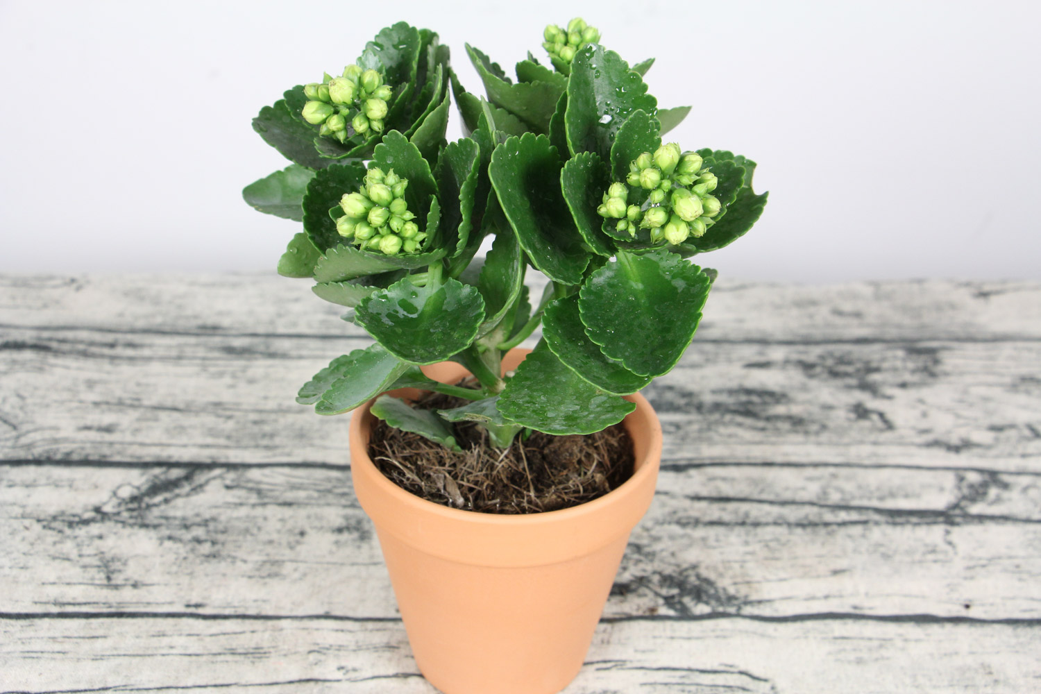 长寿花花朵下垂如何办