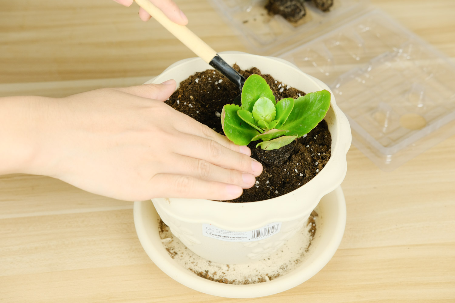 长寿花花朵下垂如何办