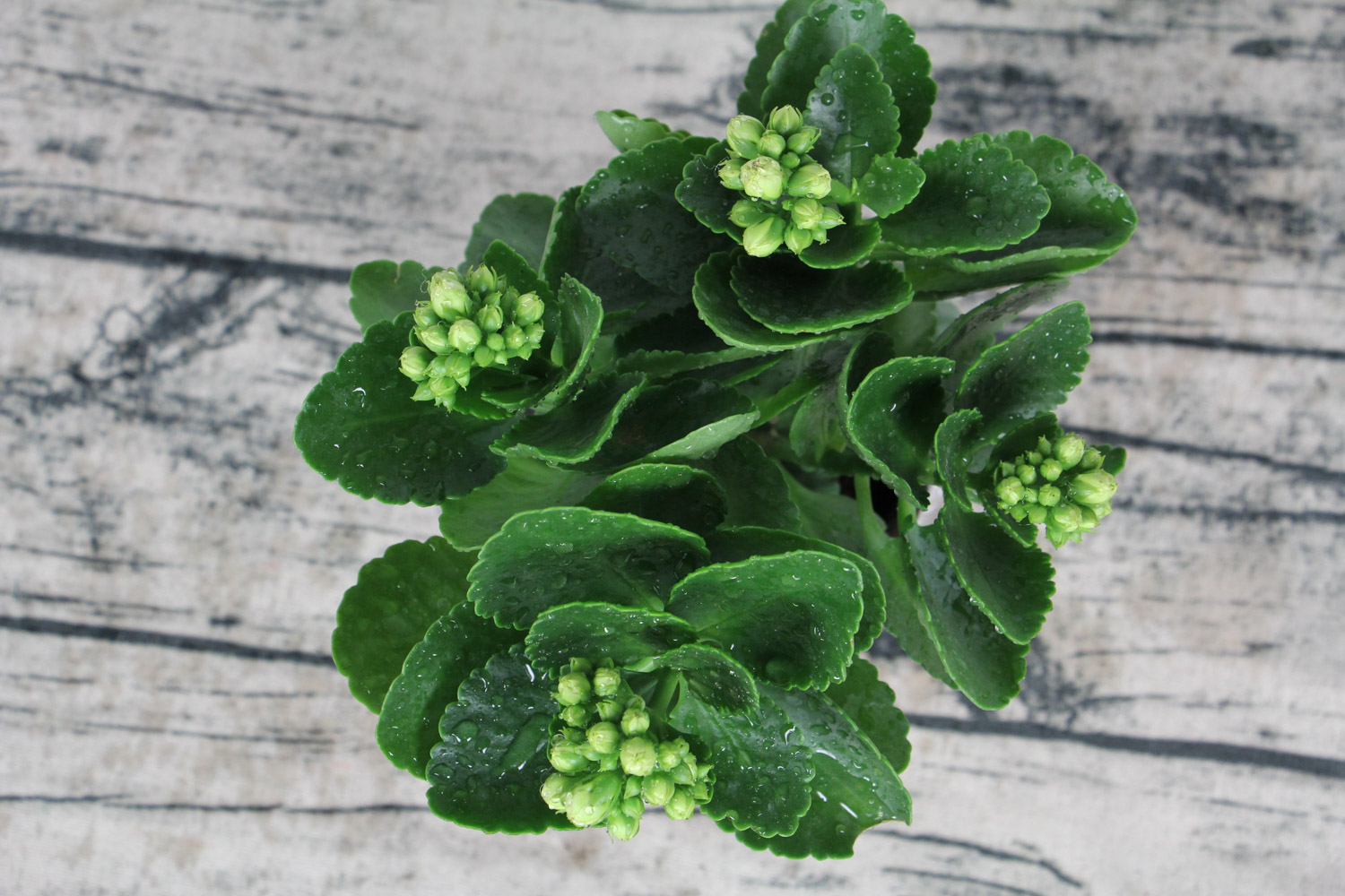 长寿花花朵下垂如何办