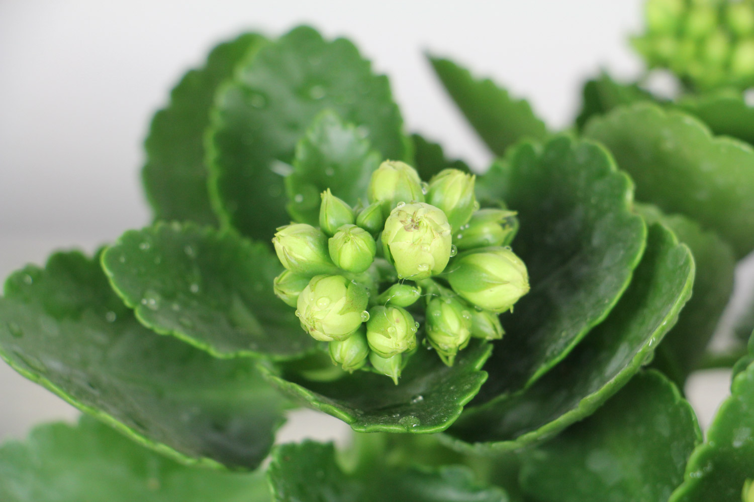 长寿花 长寿花剪秃了还发芽吗