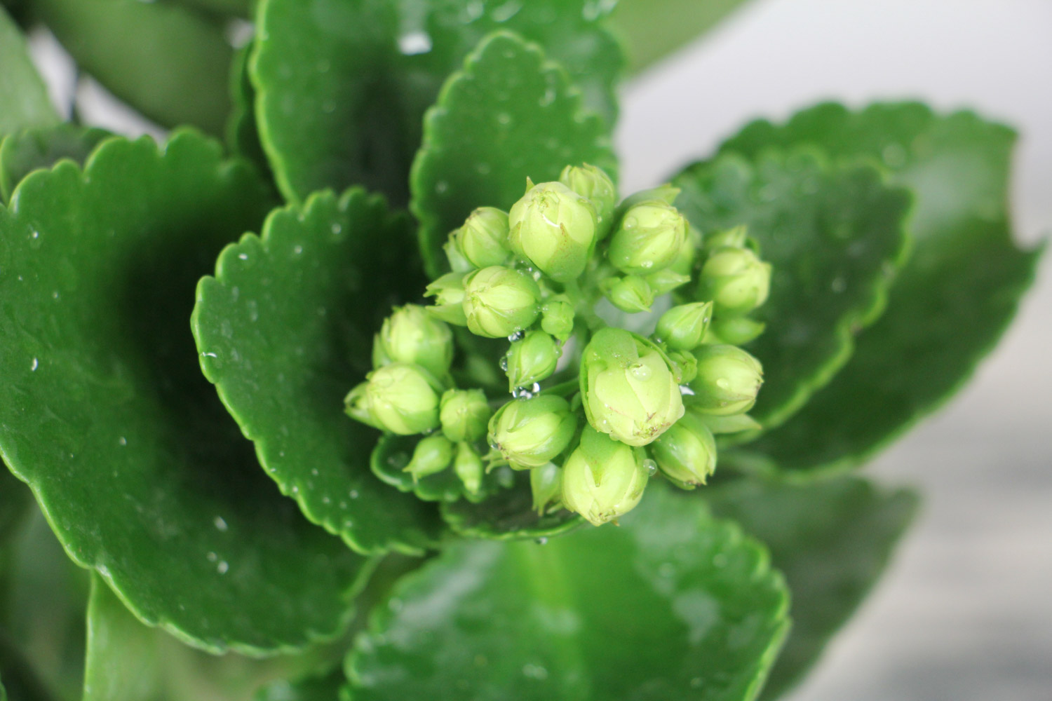 长寿花 长寿花叶子干焦如何办