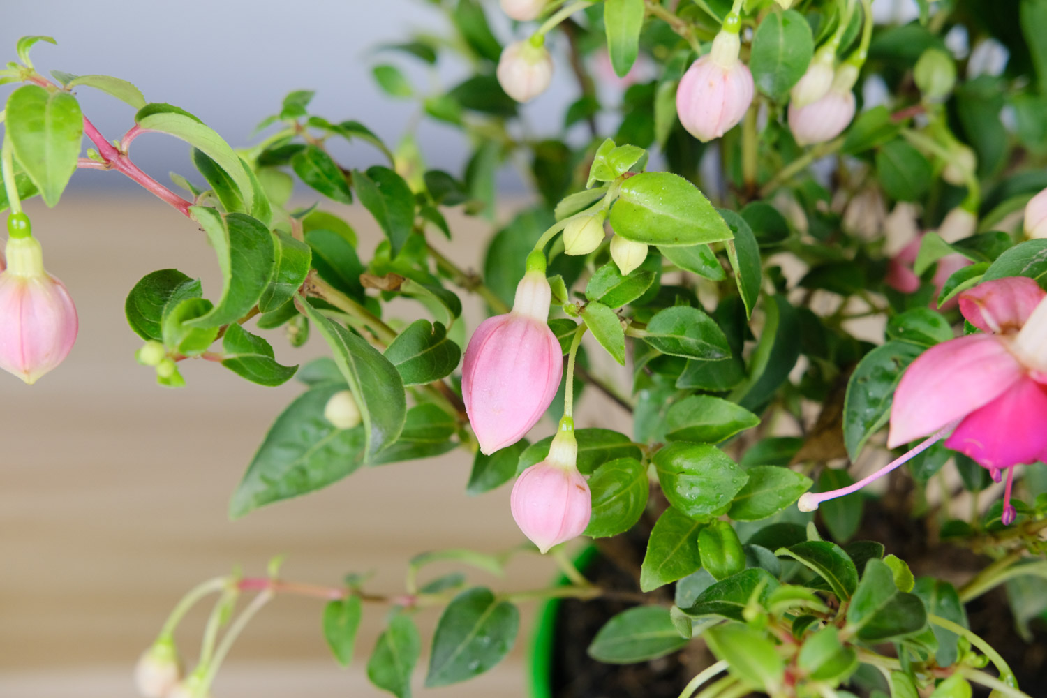 倒挂金钟叶子发干脱落如何办