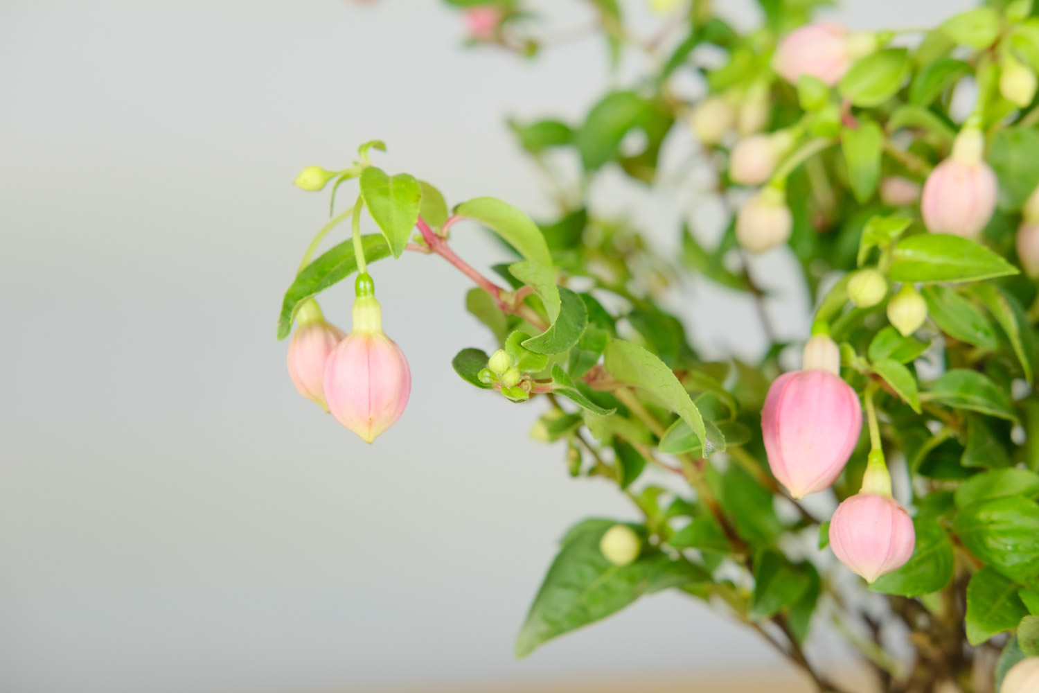 倒挂金钟叶子发干脱落如何办