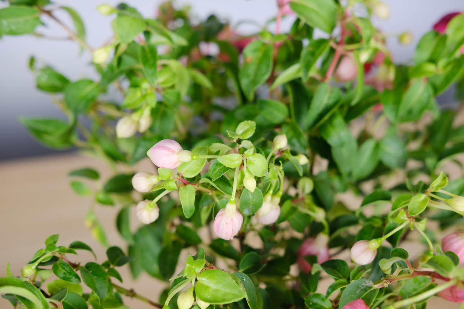 倒挂金钟叶子发干脱落如何办