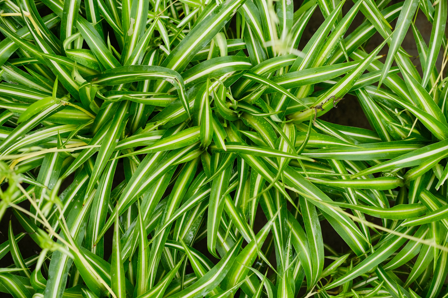 吊兰干尖儿如何处理