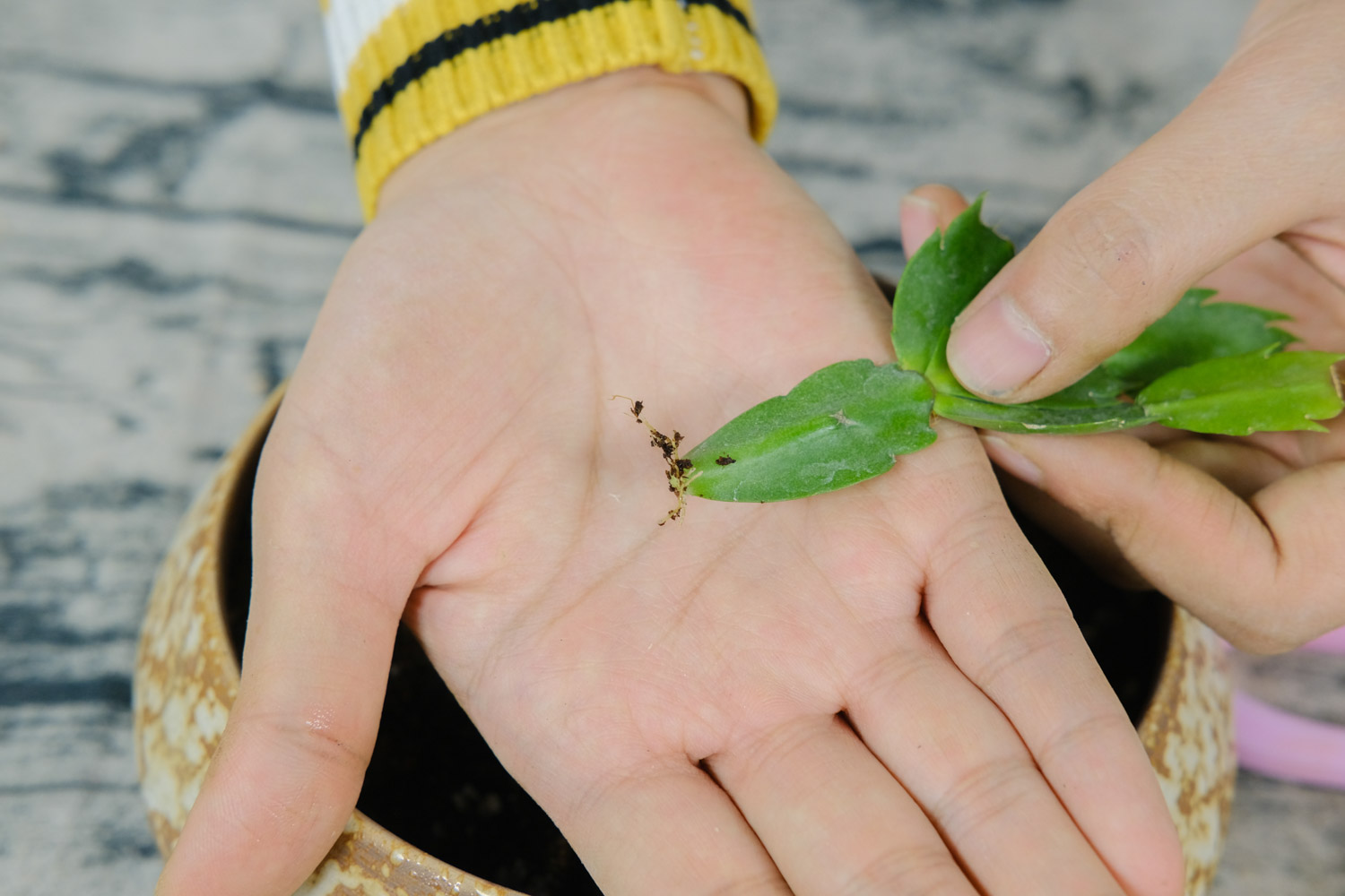 蟹爪兰叶子发软有褶皱如何办