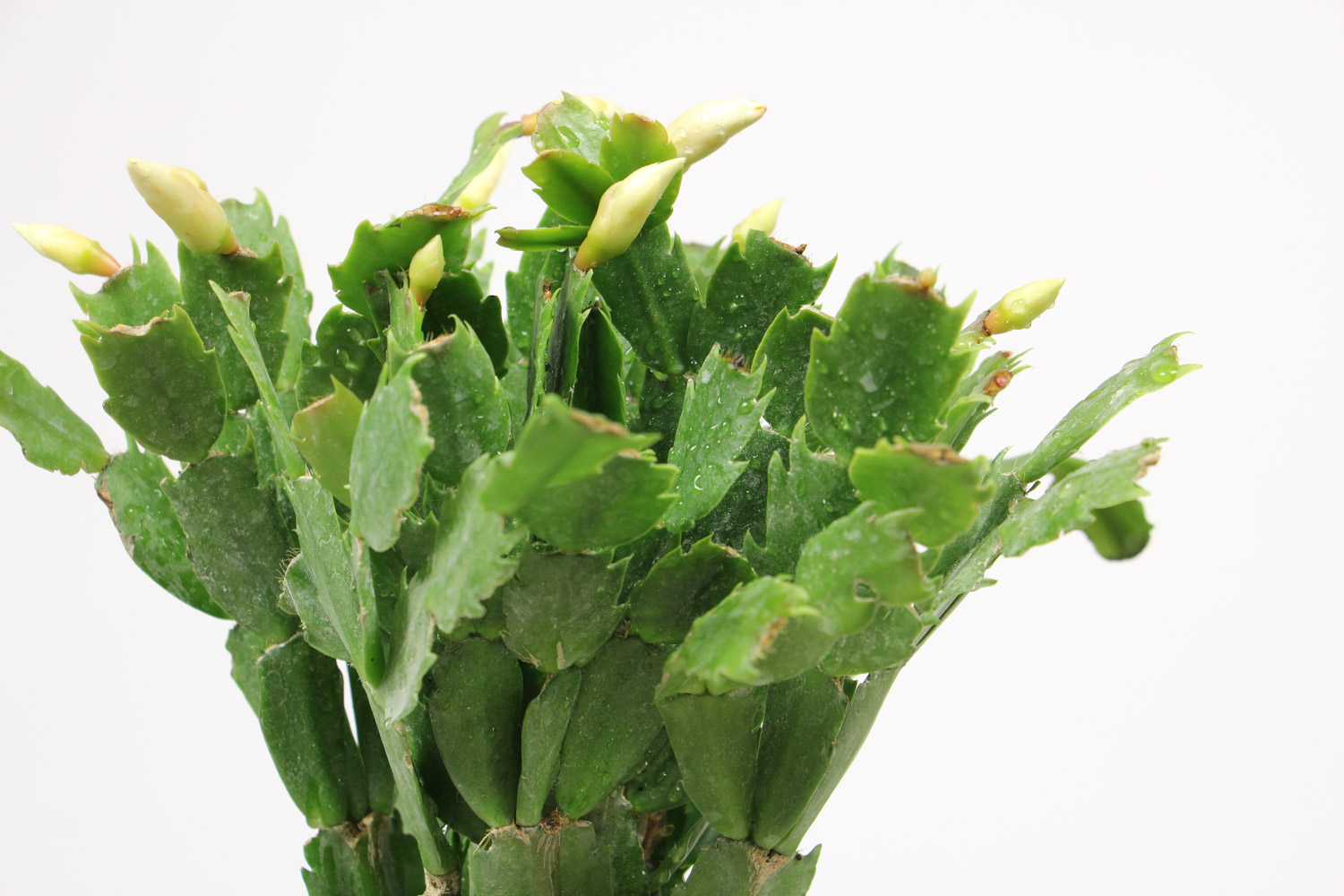 蟹爪兰叶子发软有褶皱如何办