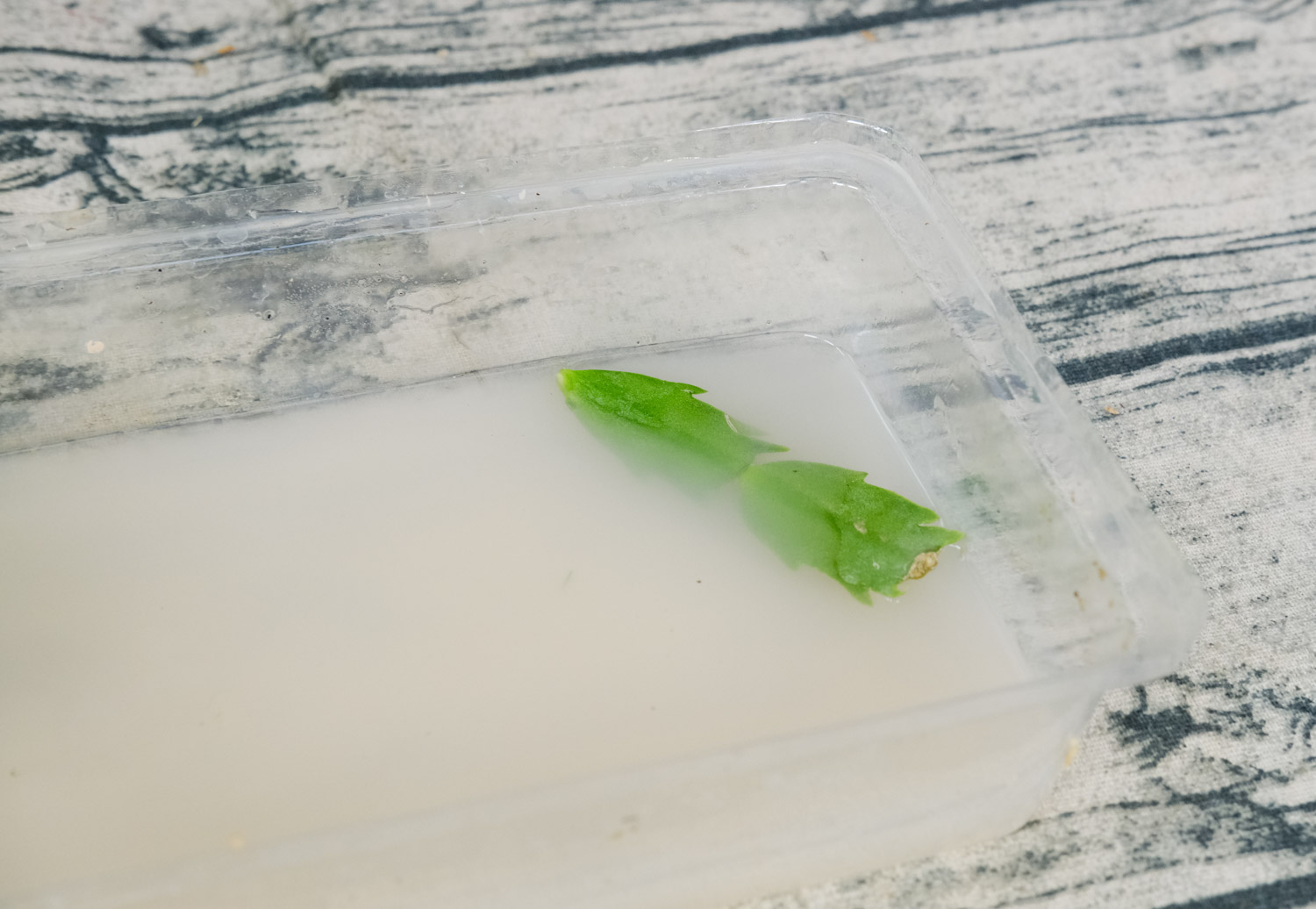 蟹爪莲花骨朵为何脱落