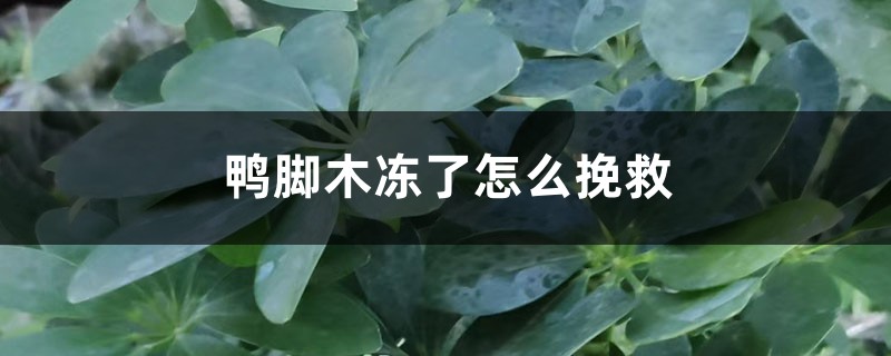 鸭脚木冻了如何挽救