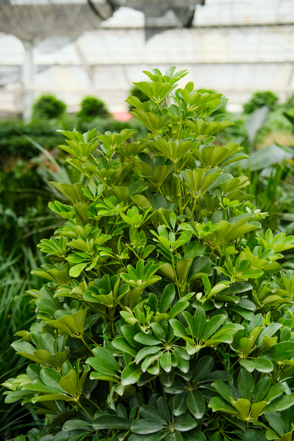 鸭脚木 鸭脚木冻了如何挽救