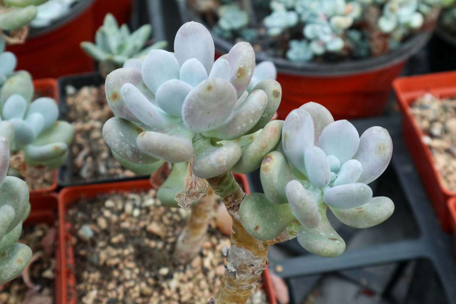 多肉 多肉叶片发软发皱如何办