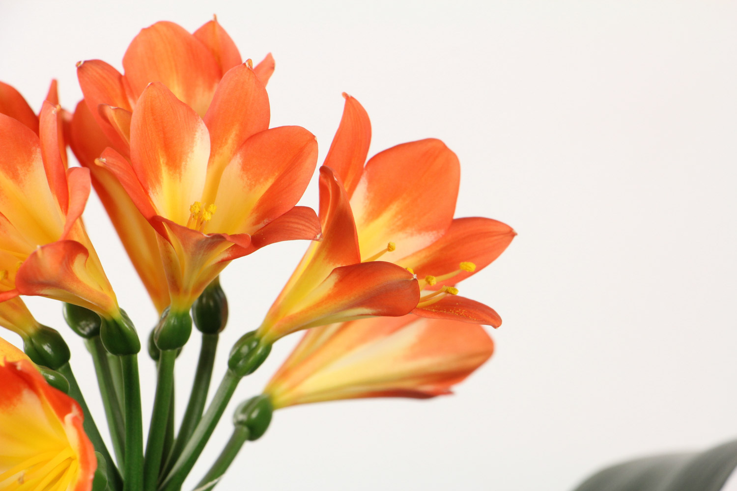 君子兰 君子兰侧面叶子烂了的原因,如何处理