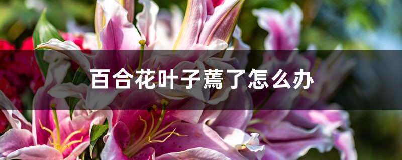 百合花叶子蔫了如何办