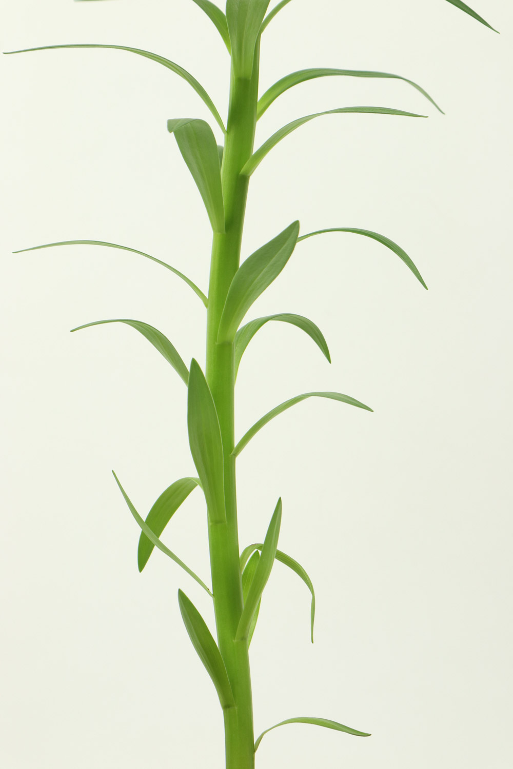 百合 百合花叶子蔫了如何办