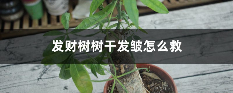 发财树树干发皱如何救