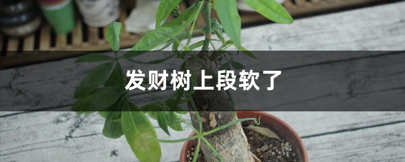 发财树上段软了如何救治